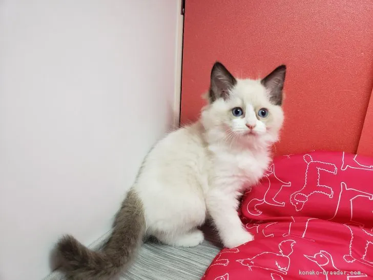 リリカ 様のお迎えした子猫