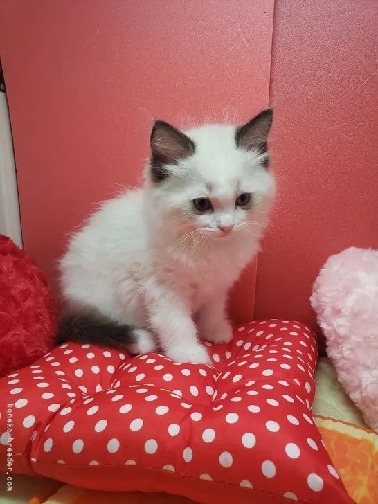 てぃあら 様のお迎えした子猫