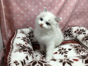 ラグドール【愛知県・男の子・2017年9月25日・ブルーポイントバイカラー】の写真「毛ぶきも良く可愛らしいお顔の男の子です」