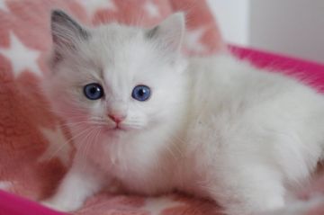 ラグドール【愛知県・女の子・2018年10月8日・ブルークリームポイントバイカラー】の写真「女の子らしいお顔の可愛い子です」