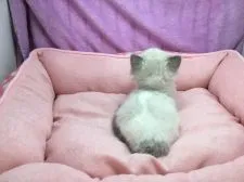 ラグドール【愛知県・女の子・2018年3月14日・ブルーポイントバイカラー】の写真5