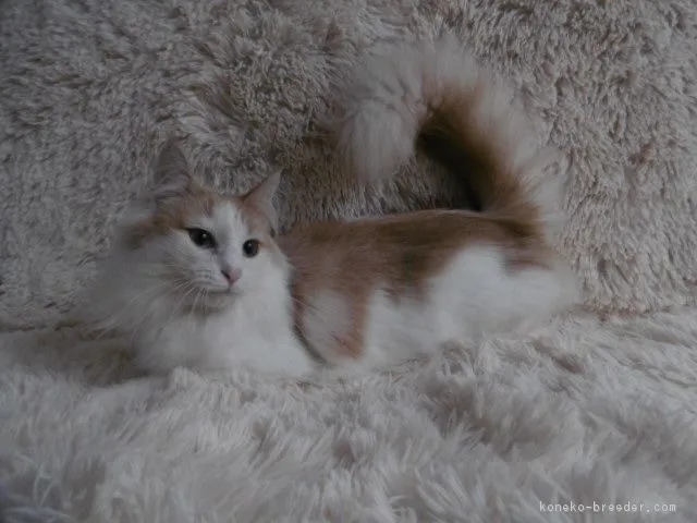 ID：1801-00216の子猫