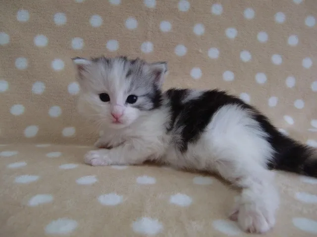ID：1305-00074の子猫