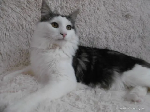 ID:1805-01941の子猫