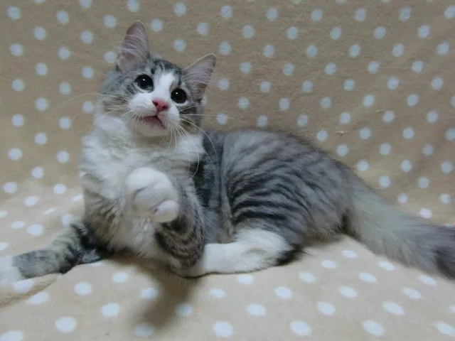 haluzu 様のお迎えした子猫