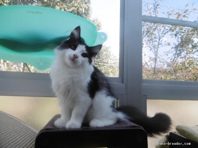 ID：2007-00905の子猫