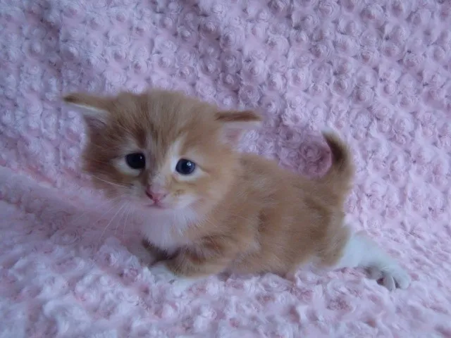 ID：1307-00064の子猫