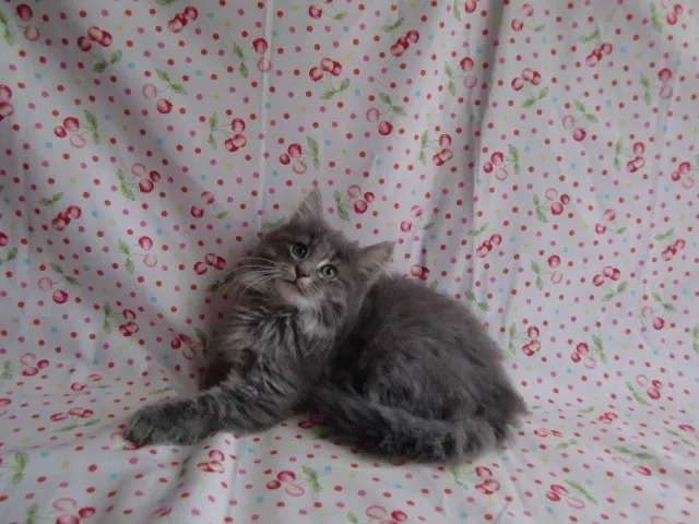 ID:1304-00037の子猫