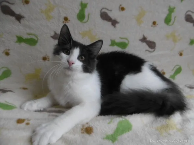 しばの家族 様のお迎えした子猫