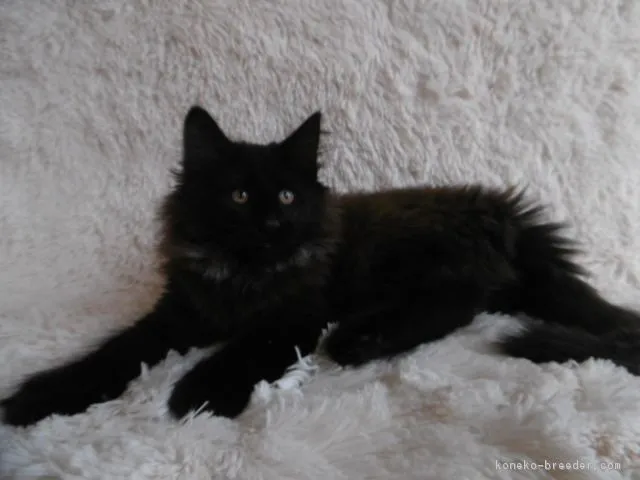 ID：1801-00860の子猫