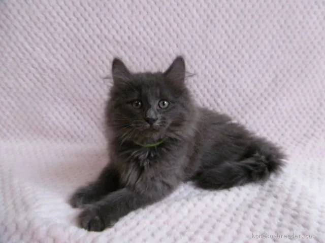 メン イン ブラック 様のお迎えした子猫
