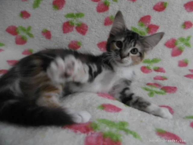 ID:1907-01406の子猫