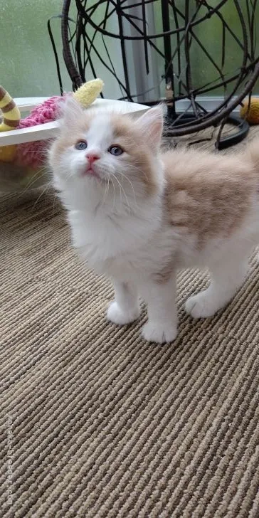 ID:2104-01460の子猫
