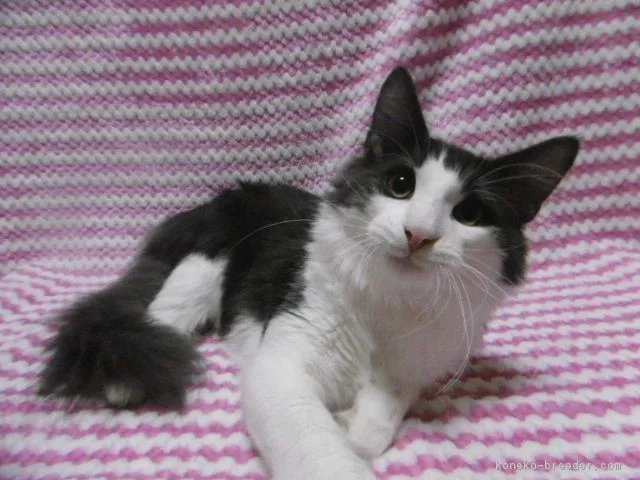 まこ 様のお迎えした子猫
