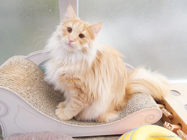 ID：2106-02331の子猫