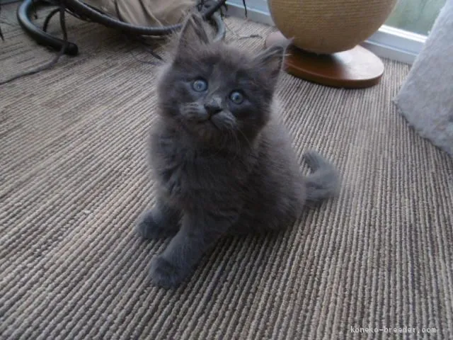 ID:2010-00329の子猫
