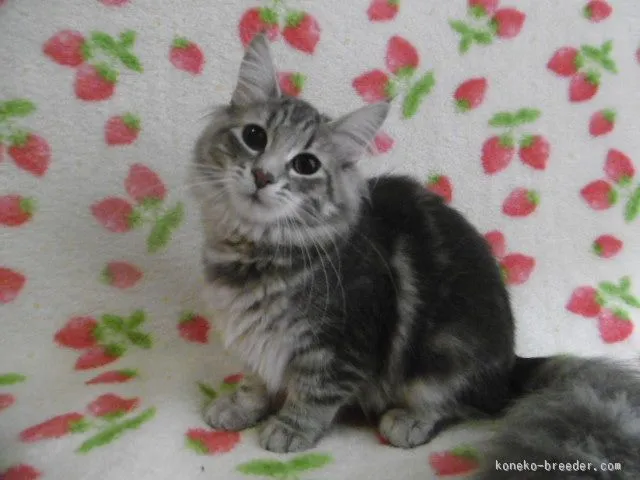 ID:1508-00289の子猫