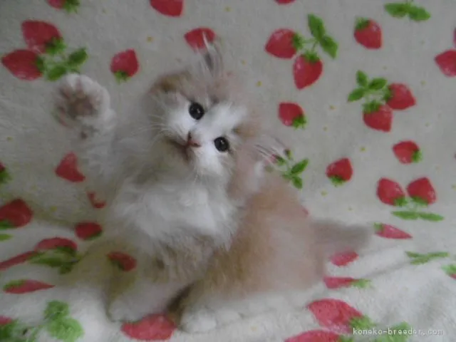 モモママ 様のお迎えした子猫