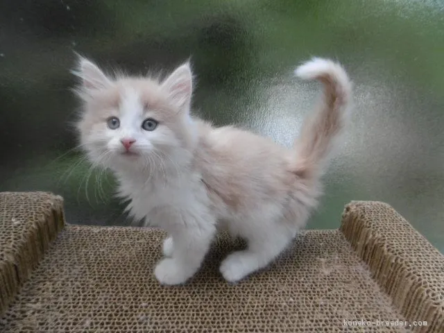 ID：2007-00904の子猫
