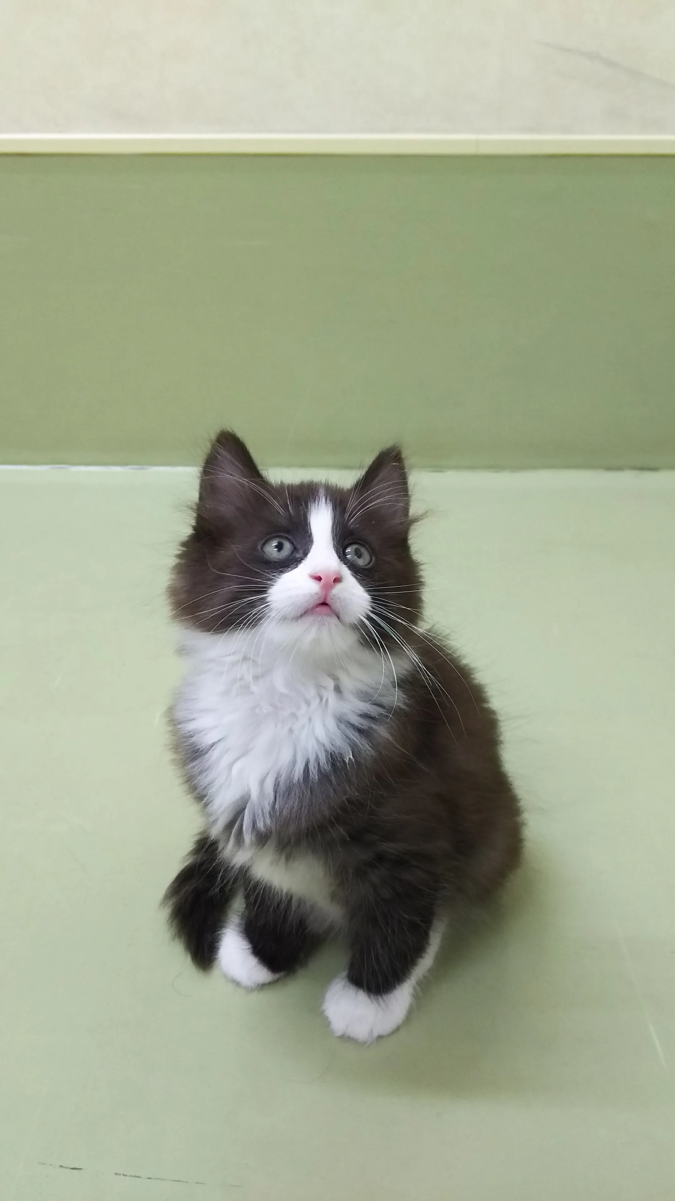 ふー アルフ 様のお迎えした子猫