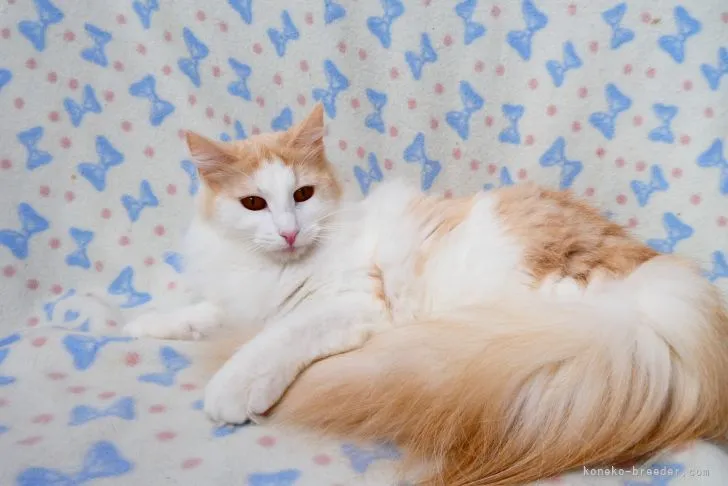 ID:2105-01784の子猫