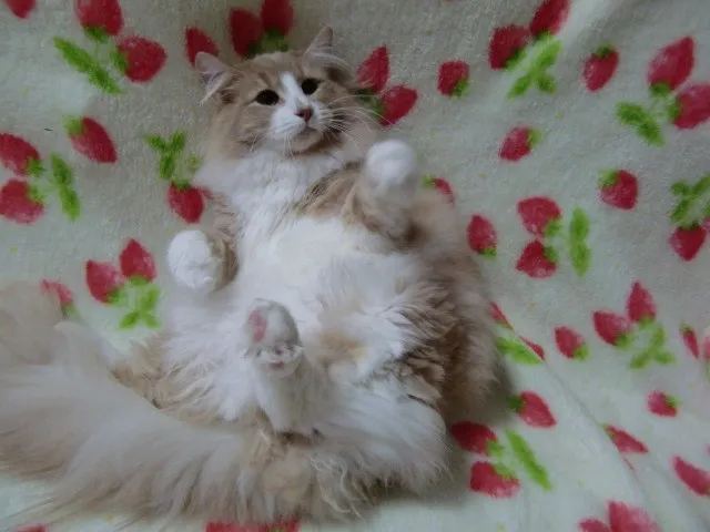 ID:1308-00365の子猫