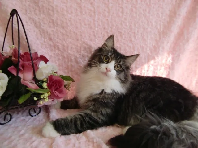 ID：1201-00047の子猫