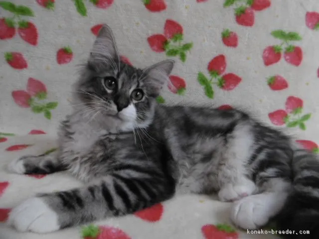 ID：1805-01940の子猫