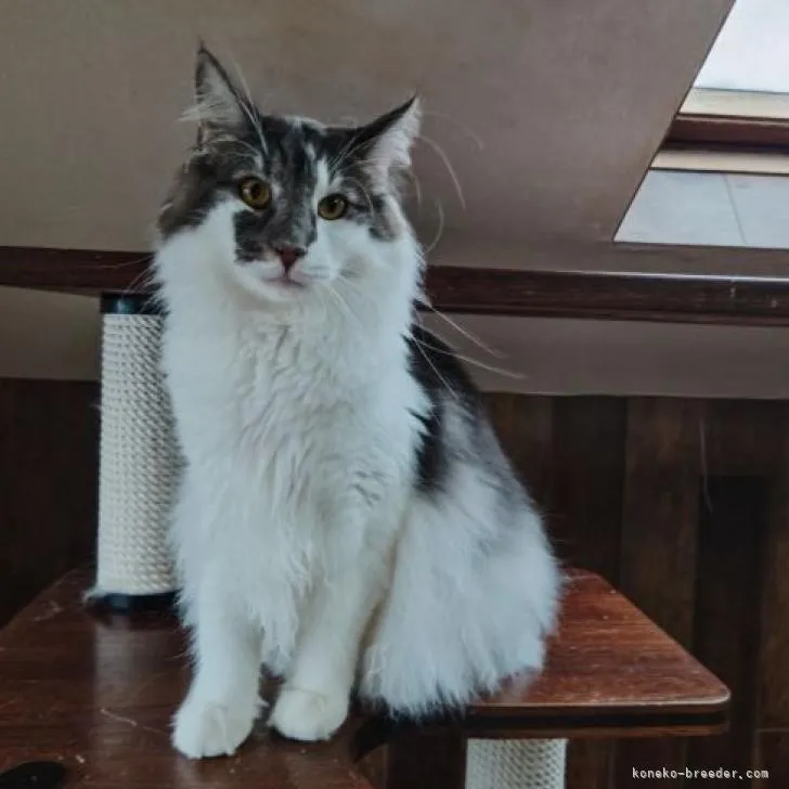 ID：2107-02761の子猫