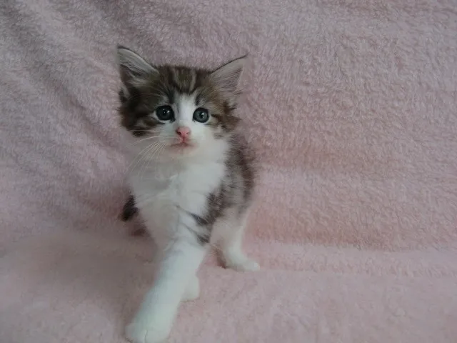 かきもと 様のお迎えした子猫