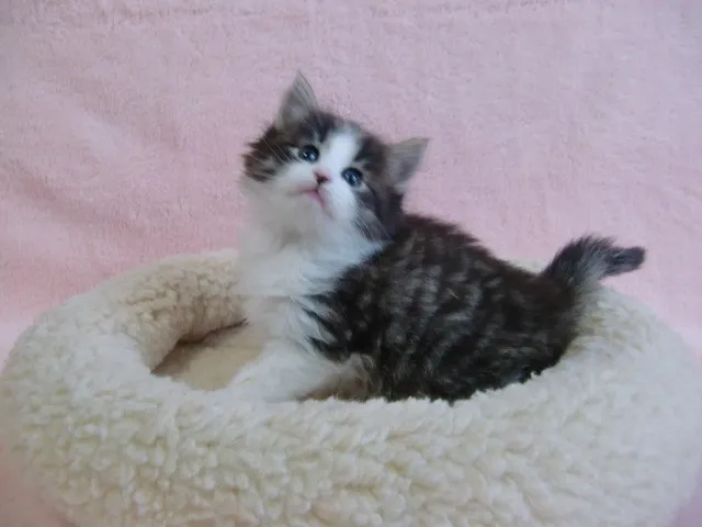 ID:1402-00020の子猫