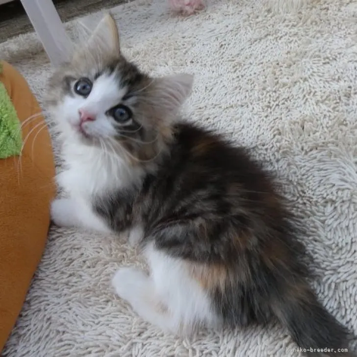 ID:2304-02542の子猫