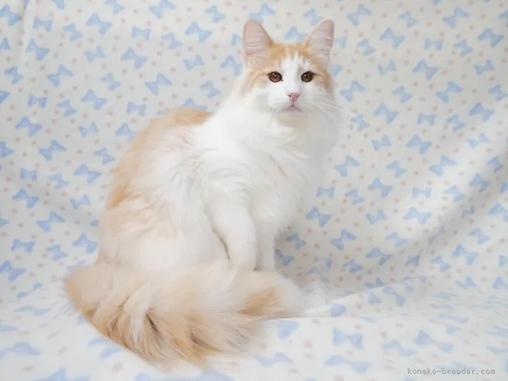 ポテト 様のお迎えした子猫