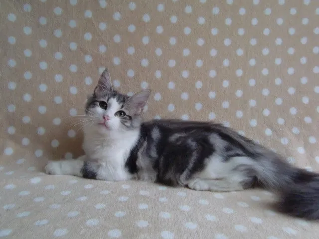 ID:1406-00153の子猫