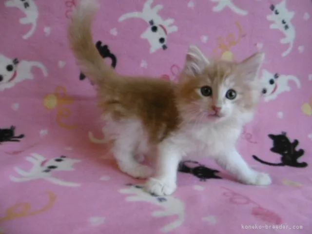 ID:1708-01069の子猫