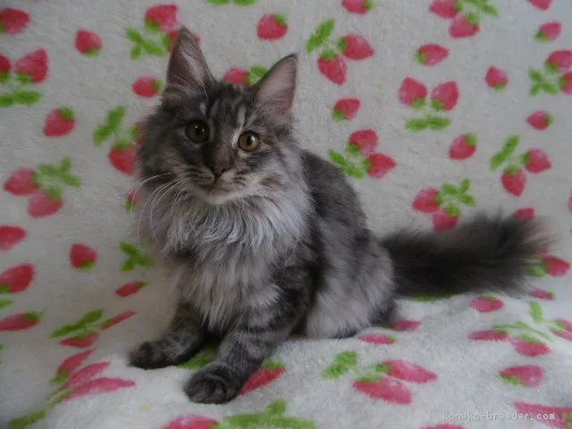 ID：1804-01690の子猫