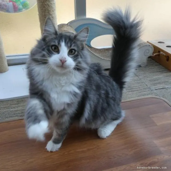 ID:2206-02465の子猫