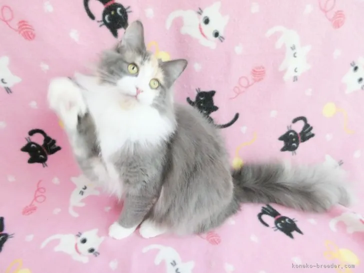 ID:2106-02330の子猫