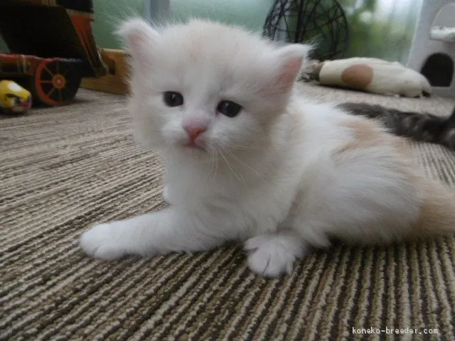 ID:2007-02008の子猫