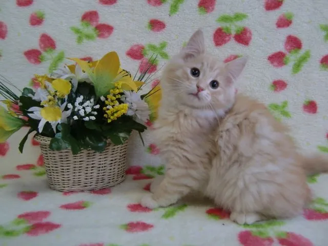 ID:1411-00054の子猫