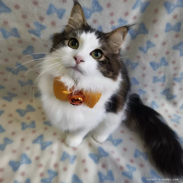 ID:2405-01356の子猫