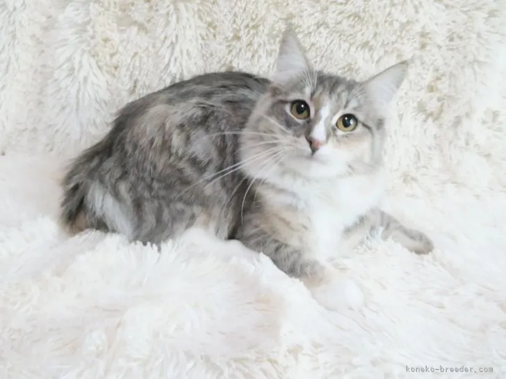 ID:2104-02295の子猫