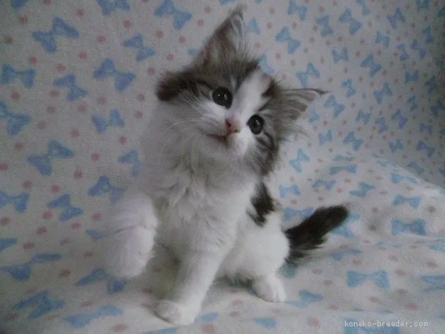 K.Y 様のお迎えした子猫