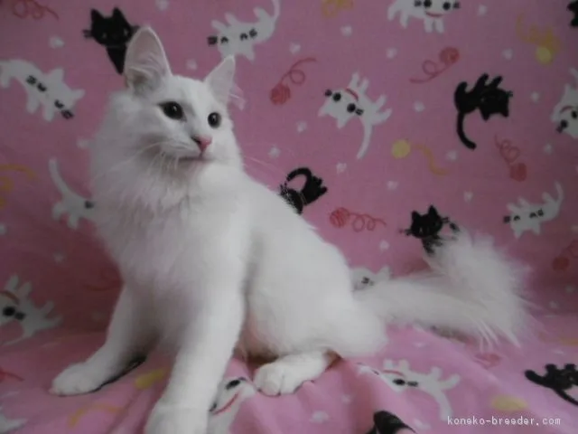 ID:1806-00697の子猫