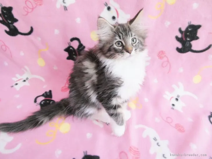 Joamoca 様のお迎えした子猫