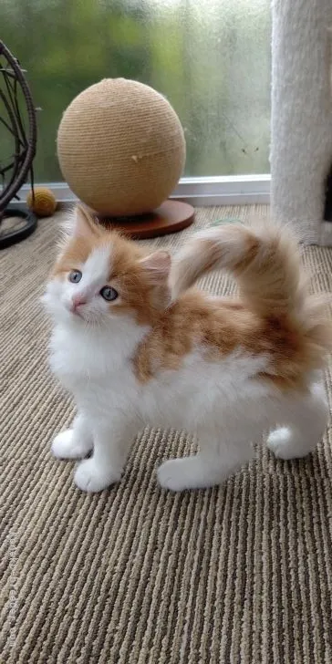 ID:2104-01461の子猫