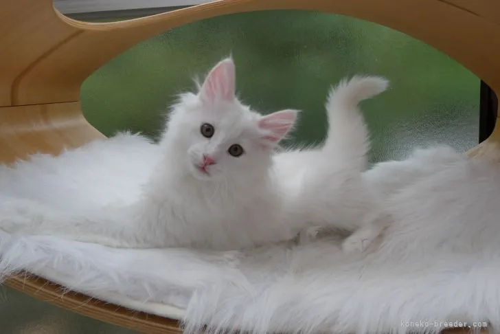 ID:2105-00769の子猫