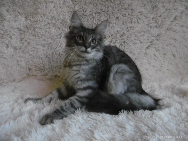 ID：1705-00864の子猫