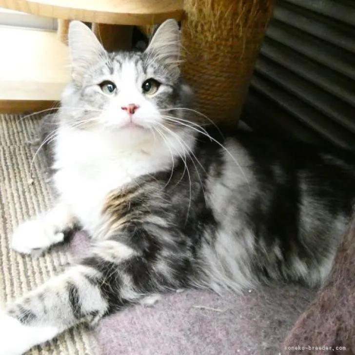 ID：2201-00142の子猫
