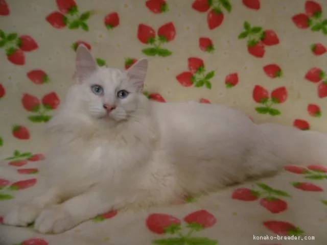 ID:1909-00207の子猫
